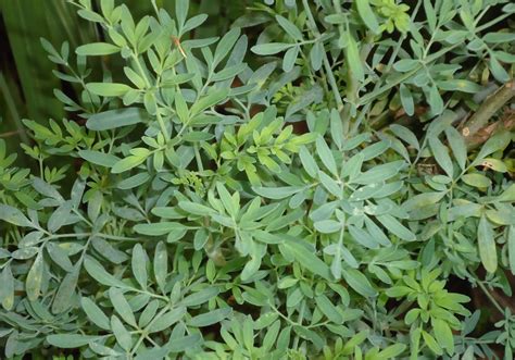 La Magia De La Ruda La Planta Que Debes Tener En Casa Estilo Con Salud