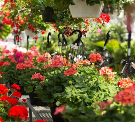 Mahoneys Garden Center Your Home For Plants And Garden Supplies In Ma