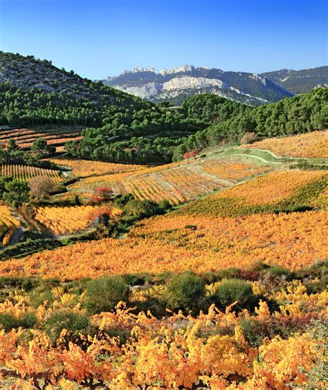 Ultimate Guide To The Provence Wine Region Of France