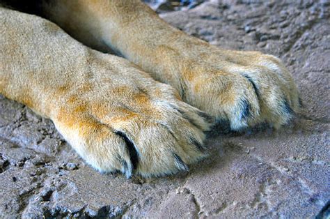 Lion Paw Stock Photos Pictures And Royalty Free Images Istock