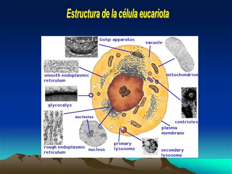 Ppt Estructura De La Célula Eucariota Powerpoint Presentation Free