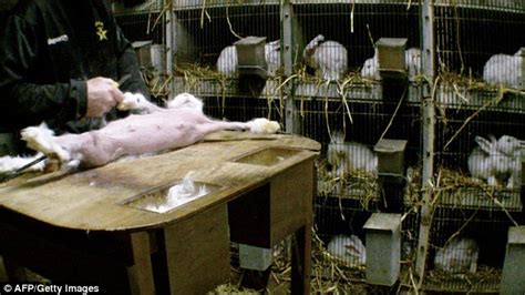 Shocking Video Reveals Brutal Treatment Of Rabbits Bred In Captivity