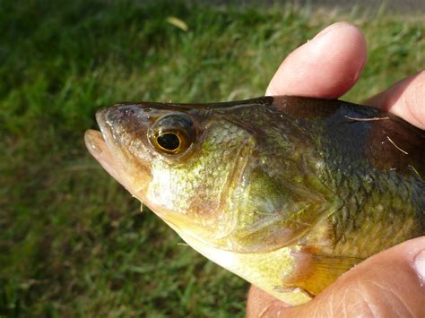 The Life Amphibious: Biggest Catch of the Day Part 3 - Yellow Perch
