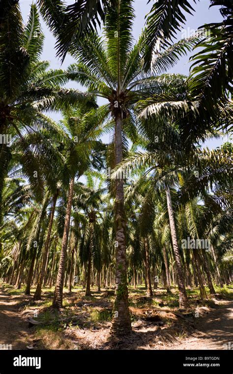 Rows Of African Palm Trees Elaeis Guineensis At A Palm Oil Plantation