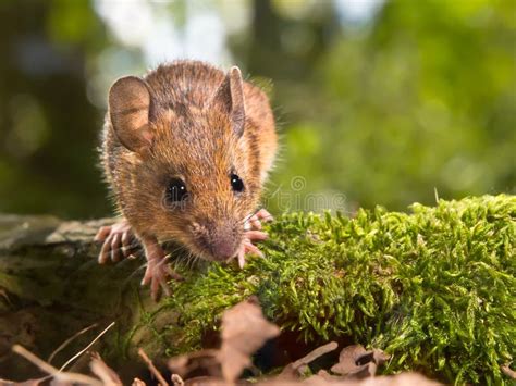 Field Mouse Apodemus Sylvaticus Looking In The Camera Stock Image