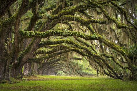 Image Result For Southern United States Forest Tree Tunnel Live Oak