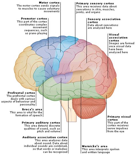 Detailed Map Of The Brain