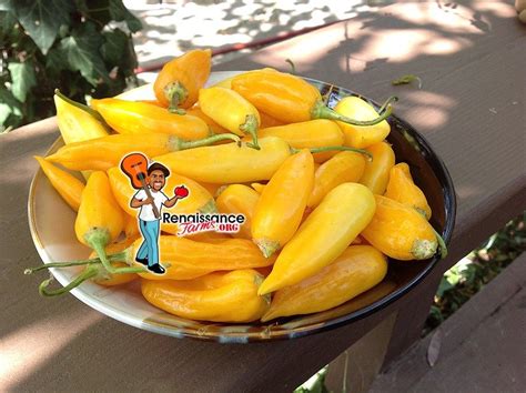 Baby Aji Amarillo Pepper Seeds For Sale At Renaissance Farms