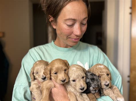 The Joy of Our Three Litters of Goldendoodle Puppies — High Desert