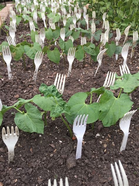 Rabbits will eat most plants, but there are some that they positively love. Use a ForkTress to protect your green bean seedlings
