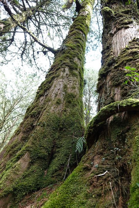 Hd Wallpaper Tree Trunk Bark Wood Cypress Nature Close Up