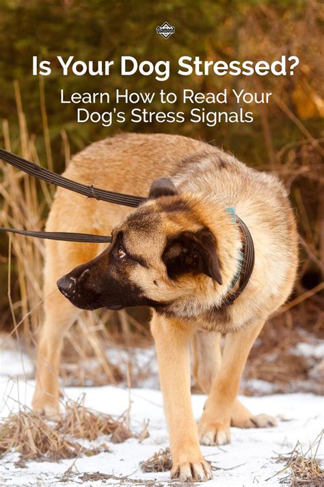 Learn How To Read Your Dogs Stress Signals Dog Stress Your Dog Dogs