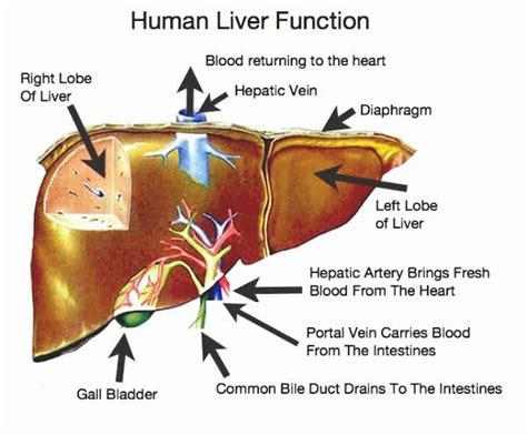 How to draw human eye diagram easy step. Human Liver Functions | Nursing | Pinterest