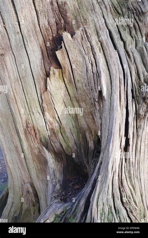 Tree Stump Bark With Wood Grain Stock Photo Alamy