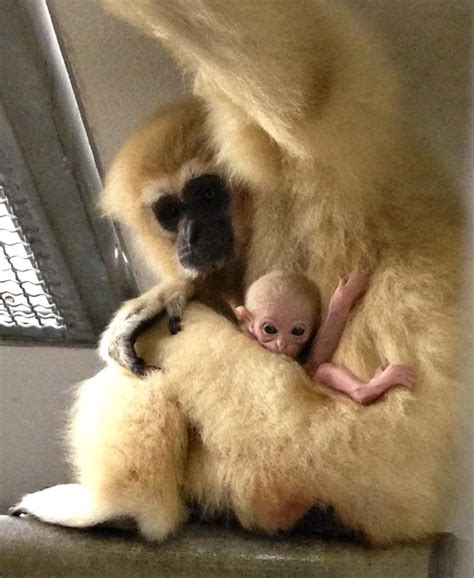 Waco Zoo Welcomes New Baby Gibbon