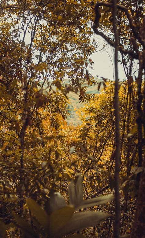 Free Images Bright Close Up Colors Daylight Environment Forest