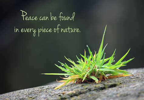 Peace Of Nature Nature Quotes Nature Peace