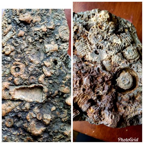 My Fossils I Found In Limestone County North Alabama Rfossilid