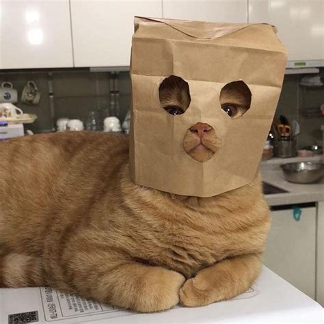 Psbattle Cat In Bag Rphotoshopbattles