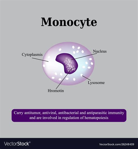 Monocyte Diagram Labeled