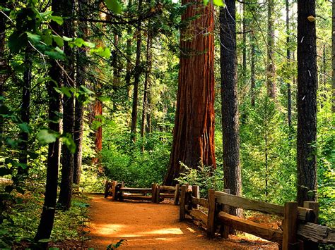 Redwood Tree Santa Cruz Redwoods Hd Wallpaper Peakpx