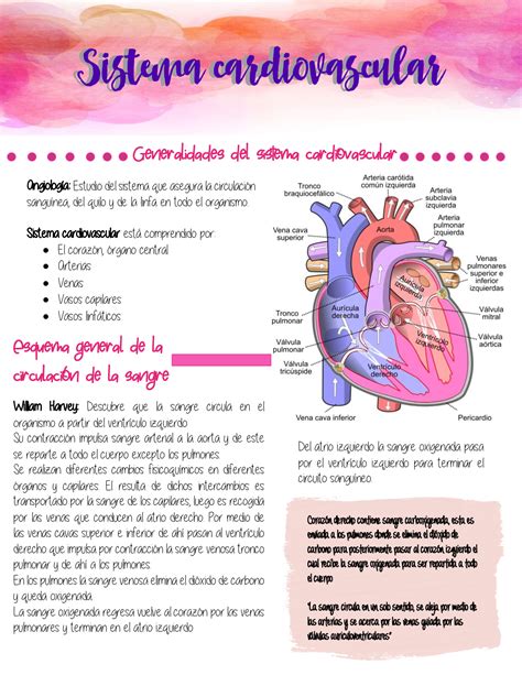 Solution Sistema Cardiovascular Completo Studypool