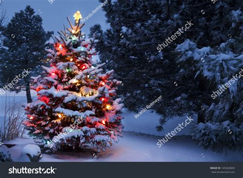 This Snow Covered Christmas Tree Stands Out Brightly Against The Dark