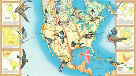 Bird Migration Map Of North America Curtis Wright Maps