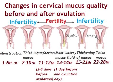 What Does Your Discharge Look Like When You Are Ovulating OvulationDiary Com