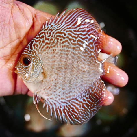 Blue Red Snakeskin Discus
