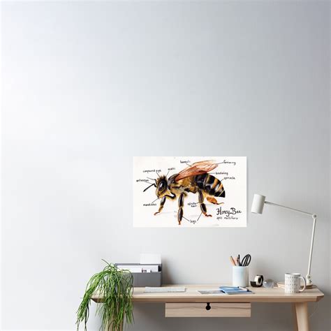 Honey Bee Anatomy Chart Poster For Sale By Imapieceoftoast Redbubble