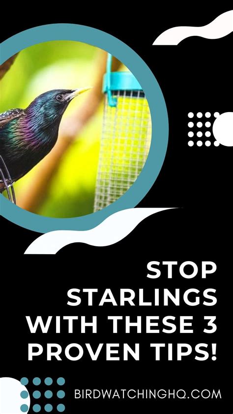 3 Proven Ways To Get Rid Of Starlings Today Bird Watching Hq Starling Bird Feeding Station
