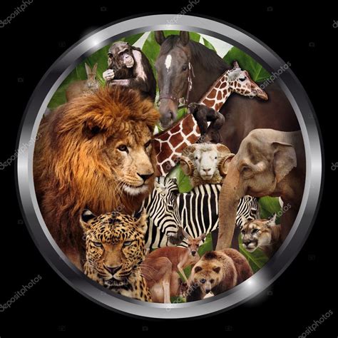 A Group Of Animals Zoo Graphic Design — Stock Photo © Emeget 117467236