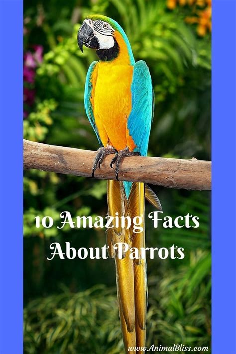 10 Amazing Facts About Parrots You Did Not Know