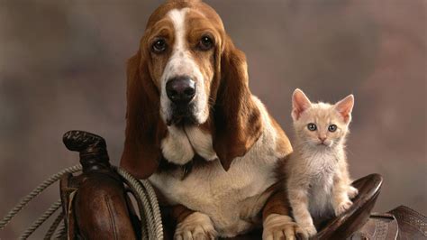 Cute cats and dogs pics. Cats and Dogs Wallpaper (54+ images)