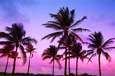 Miami Beach South Beach Sunset Palm Trees Florida Stock Photo