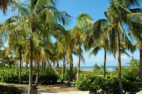 Petersburg, florida, jene's tropicals has grown florida tropical plants and tropical fruit trees since 1987, and has shipped internationally since 1995. Free Images : beach, sea, coast, tree, water, nature, sand ...