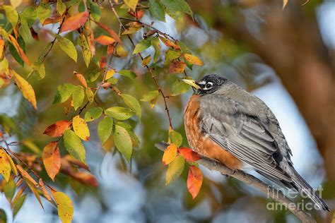 Robin In Autumn Photograph By Bonnie Barry Fine Art America