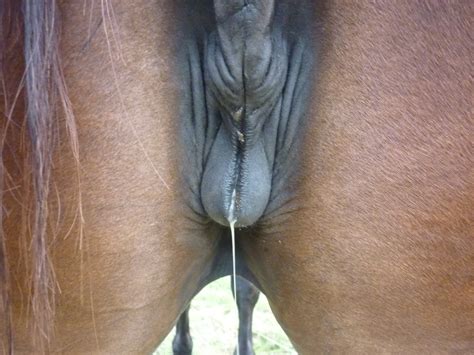 Mare Horse Pussy Fingering. 