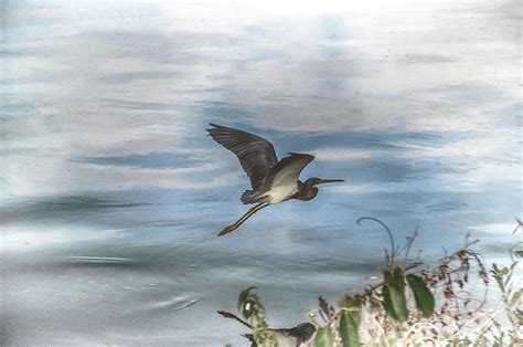 Flyover Photograph By Judy Hall Folde Fine Art America