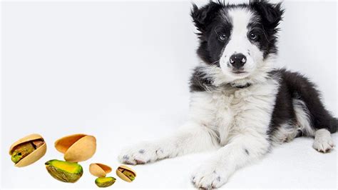 Although i felt bad for the cat, i don't understand why cat owners think it's fine. Can Dogs Eat Pistachios? - Treatments For The Toxicity ...