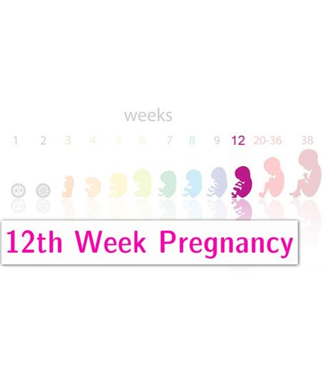 12 Weeks Pregnant Symptoms Baby Development And Body Changes