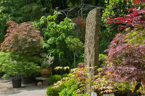 Bambus ist für jeden garten geeignet. Garten Pflanzen | Bambus und Pflanzenshop