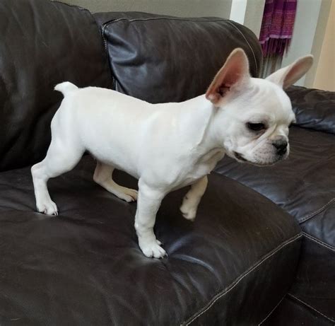 Find french bulldogs for sale on oodle classifieds. AKC Blossom MINI French Bulldog Puppy FOR SALE ADOPTION ...