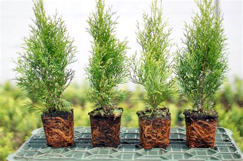 Top 8 How Far Apart To Plant Arborvitae Green Giant