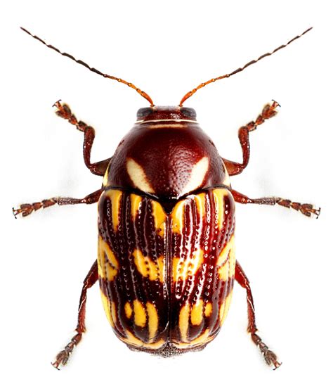 Bassareus Brunnipes Beetle Insect Bugs And Insects Beautiful Bugs