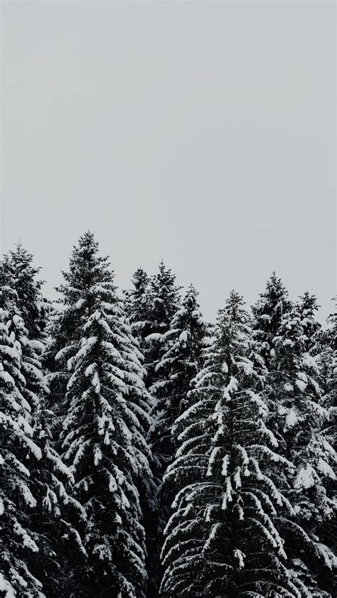 Download Wallpaper 1440x2560 Trees Forest Winter Snow Layer Nature