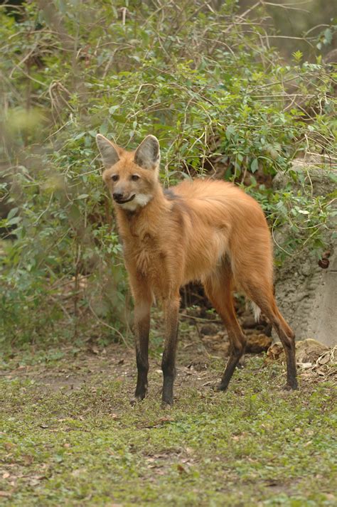 First Maned Wolf Puppies Born At Audubon Zoo Zooborns