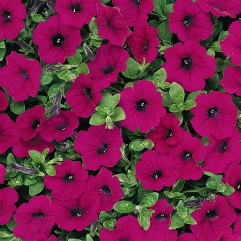 Petunia Wave Series Flower Garden Seed 100 Pelleted Seeds Purple