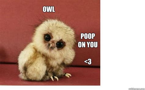 Owl Poop On You